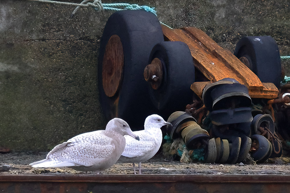 Iceland and glaucous gulls